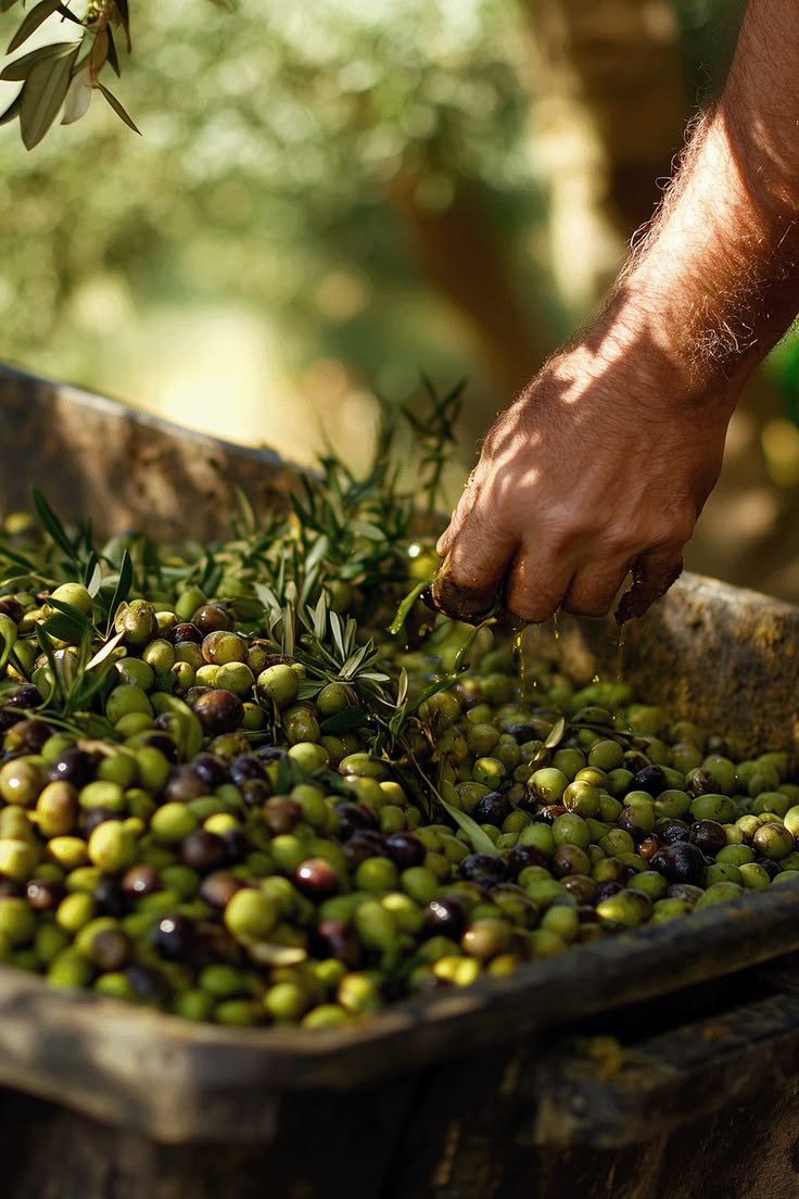 Récolte manuelle des olives